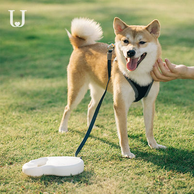5M Uzun Uzatılabilir Köpek Tasması Çekiş Dorsal Otomatik Geri Çekilebilir Köpek Tasması