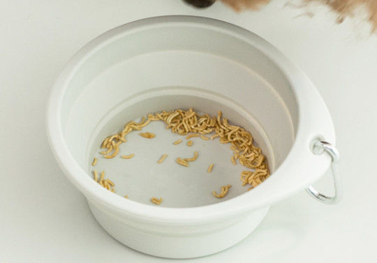 Silikon Yuvarlak Katlanabilir Pet Kase Taşınabilir Seyahat Köpek Yemekleri
